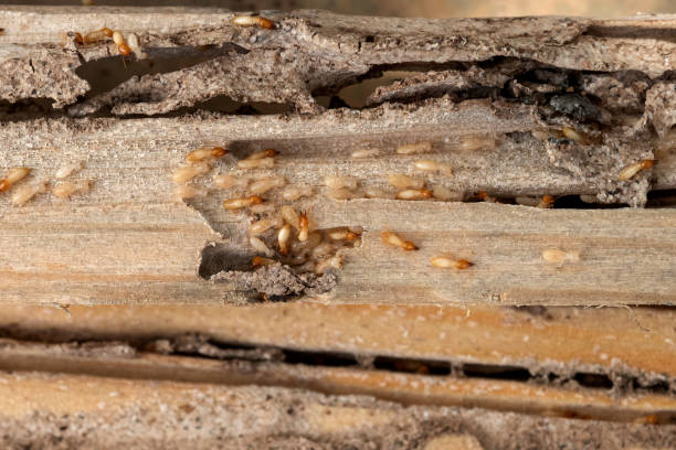 Best Affordable Pest Control Services  in Oak Point, TX