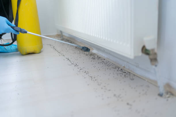 Best Termite Control Services  in Oak Point, TX